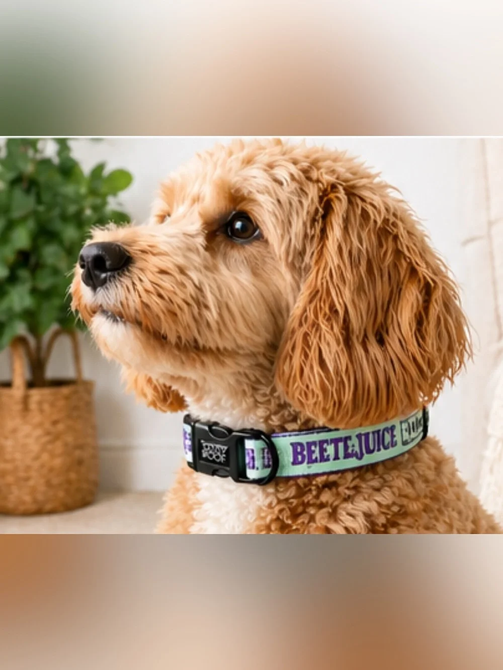Brand new Sassy Woof Beetlejuice adjustable dog collar in size Large